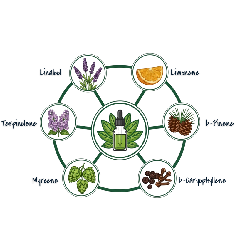 Moodtanicals Explains Terpenes