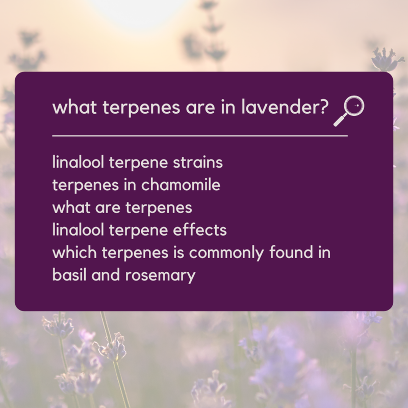 Moodtanicals explains the benefits of lavender terpenes. 