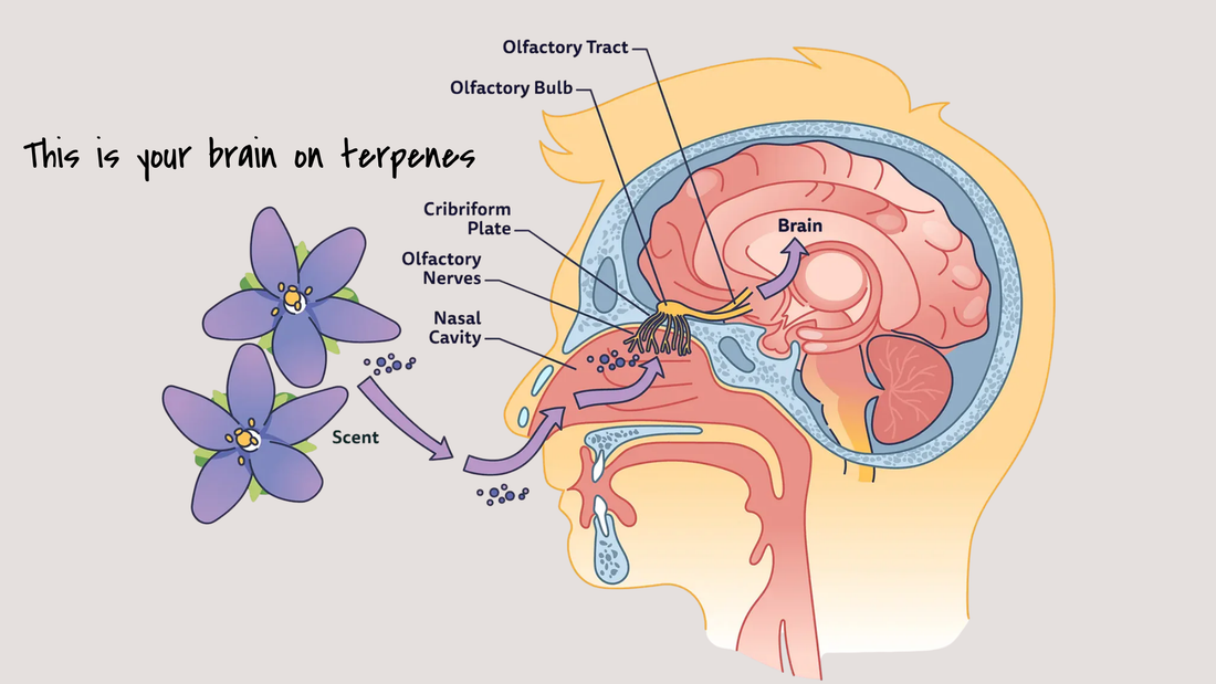  Your nose has a direct line to your brain's mood center. Terpenes are how we use that.