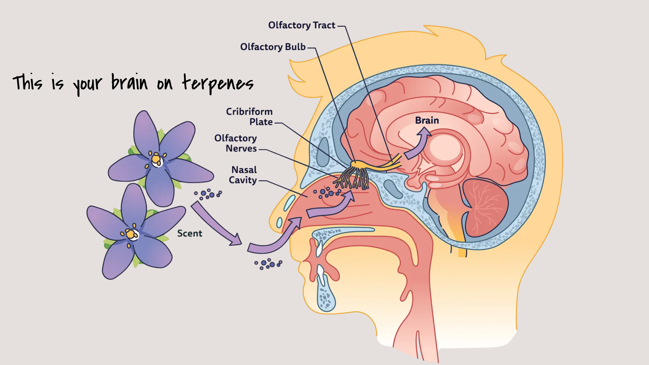  Your nose has a direct line to your brain's mood center. Terpenes are how we use that.